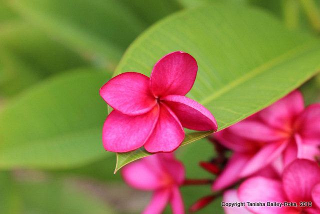 Frangipani